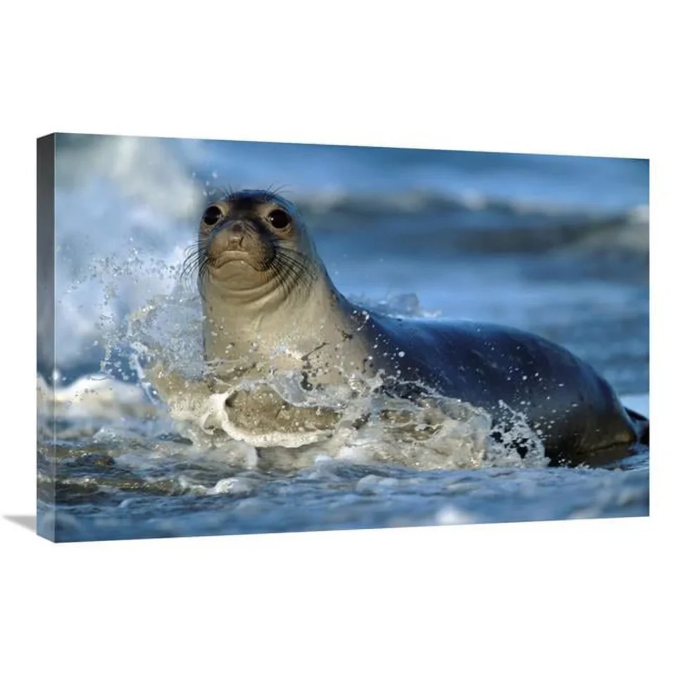Outdoor 20 x 30 in. Northern Elephant Seal Female in Splashing Surf, North America Art Print - Tim Fitzharris